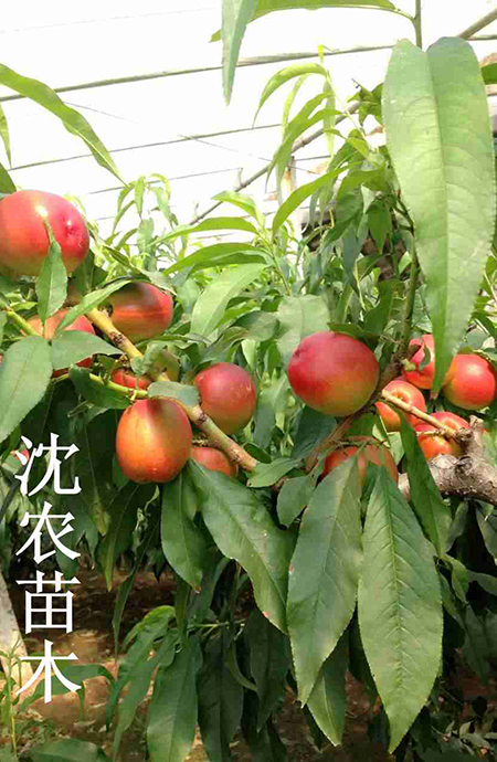 中油4芽變甜油桃