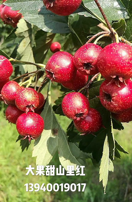 大果甜山里紅