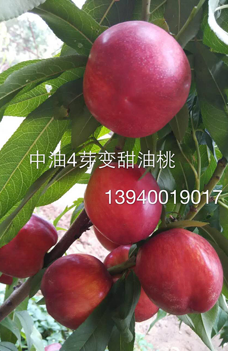 中油4芽變甜油桃