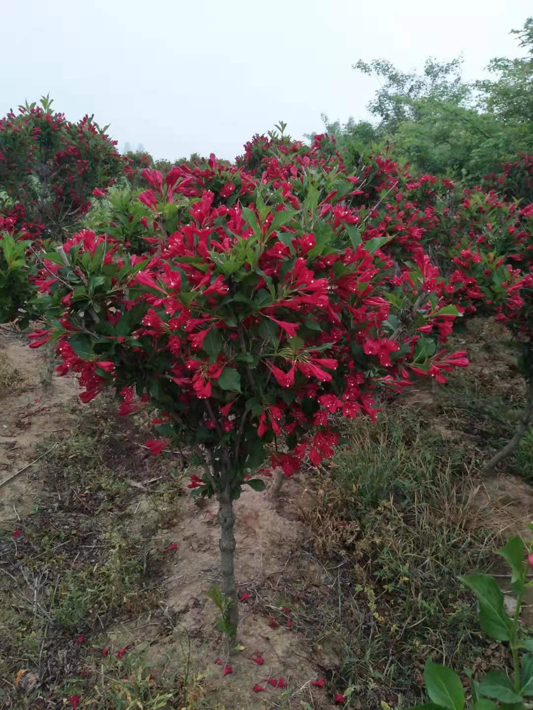 樹狀紅花王子