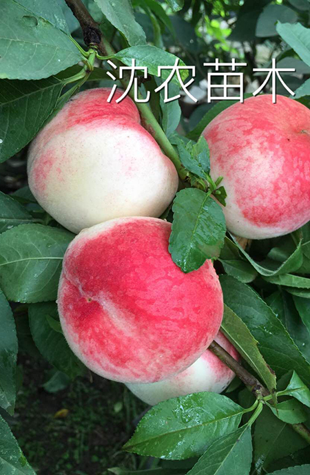 蜜寒桃