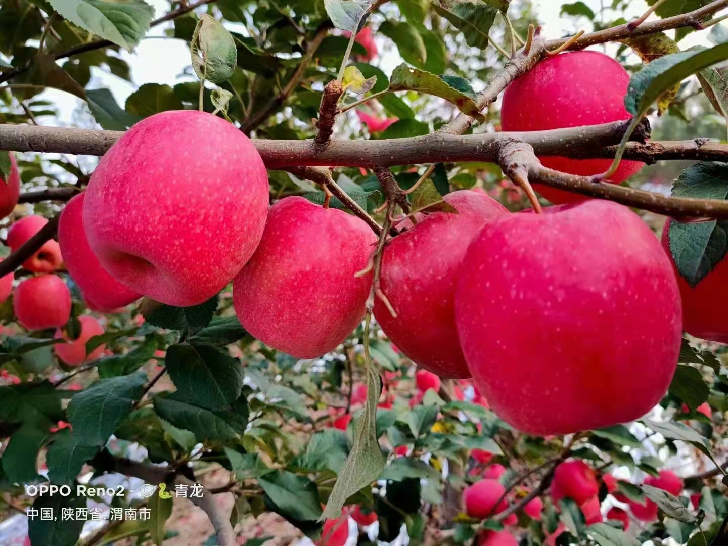 瑞香紅蘋果